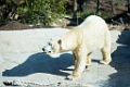 Zoo065