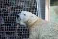 Zoo067