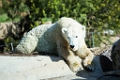 Zoo070