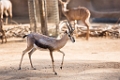 Zoo079
