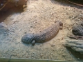 Zoo081