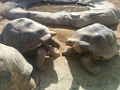 Zoo083