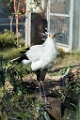 Zoo084