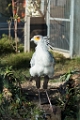 Zoo086