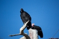 Zoo089