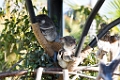 Zoo090