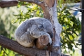 Zoo091