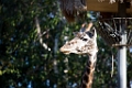 Zoo092