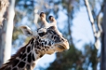 Zoo093