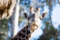 Zoo094