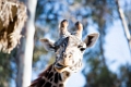 Zoo095