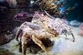 BirchAquarium001