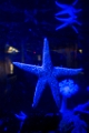 BirchAquarium002