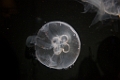 BirchAquarium003