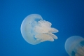 BirchAquarium004