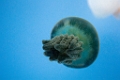BirchAquarium005