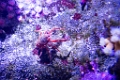 BirchAquarium006