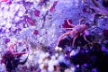 BirchAquarium007