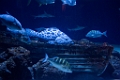BirchAquarium008