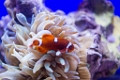 BirchAquarium009