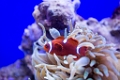 BirchAquarium010
