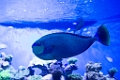 BirchAquarium011