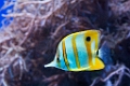 BirchAquarium012