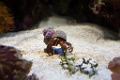 BirchAquarium013