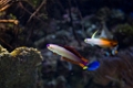 BirchAquarium014