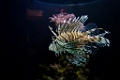 BirchAquarium015