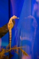 BirchAquarium016