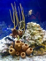 BirchAquarium017