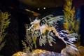 BirchAquarium018