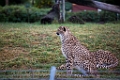 SafariPark006