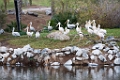 SafariPark007