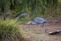 SafariPark008