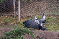 SafariPark010
