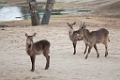 SafariPark011