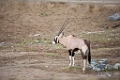 SafariPark012