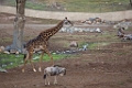 SafariPark013