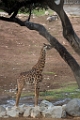 SafariPark014