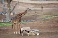 SafariPark015