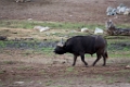 SafariPark016