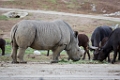 SafariPark017
