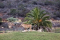 SafariPark018