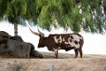 SafariPark020