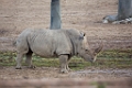 SafariPark021