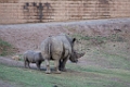 SafariPark022