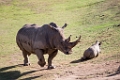 SafariPark023