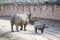 SafariPark024